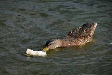 Fototapeta premium Feeding bread to the mallard ducks