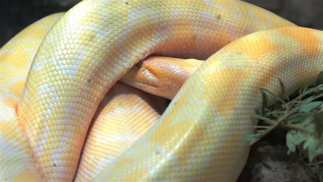 Burmese python slowly moving head under its own body
