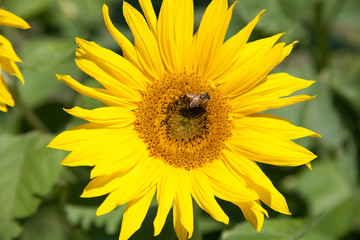Sonnenblumen im Feld
