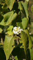 Botanical garden in the Crimea