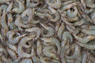 fresh shrimp in the market