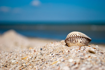 One big white beautiful closed seashell on the right on a background of blue sea and blue sky yellow sand seashells summer vacation sunny day