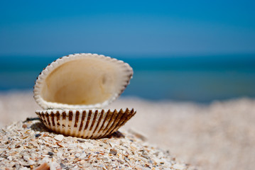One big white beautiful open shell on the left against a blue sea and blue sky yellow sand shells summer vacation sunny day