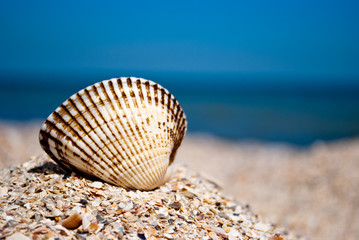 One big white beautiful round shell on the left against a blue sea and blue sky yellow sand shells summer vacation sunny day