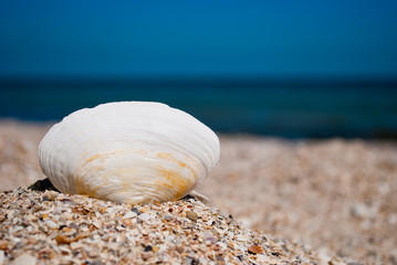 One big white beautiful oval shell on the left against a blue sea and a blue sky yellow sand beach shells summer vacation sunny day