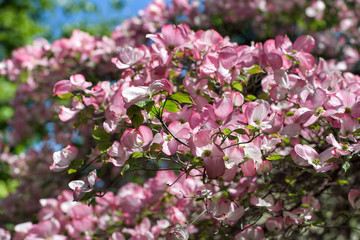 Pink flowering dogwood or cornus florida rubra blooming in spring, selective focus used