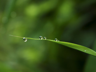 water drops on leaf