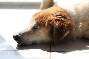 sleeping thai dog