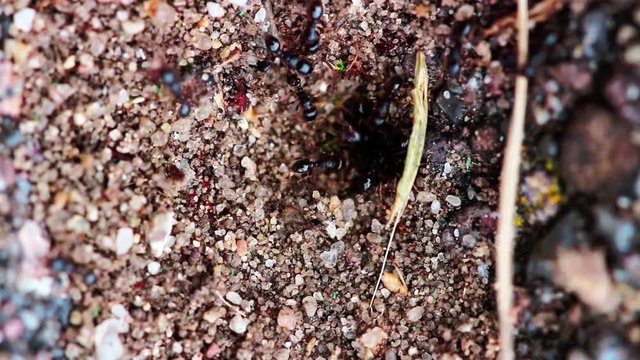 Schwarze Wegameise/ Lasius Niger Arbeiterin 2