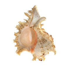 Shell on white background.