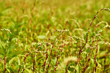 Green Field grass at sunset. Nature background