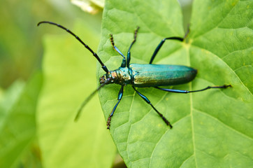Big green beetle on green foliage in a forest