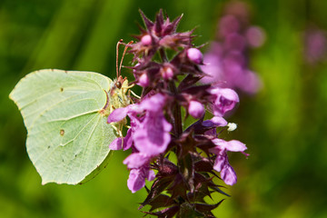 Beautiful butterfly on a flower drinking nectar