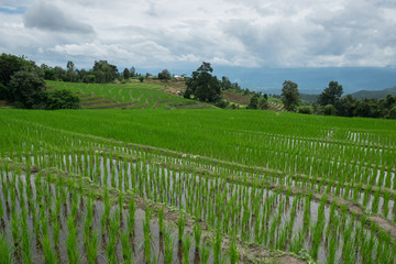 Fototapeta na wymiar Green terrace rice field landscape glittering Pa Pong Pieng, Chiang Mai, Thailand.
