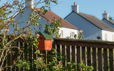 Two little garden Birds on  fence next to a bird box