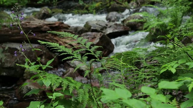 Water flowing in small stream in forest. 