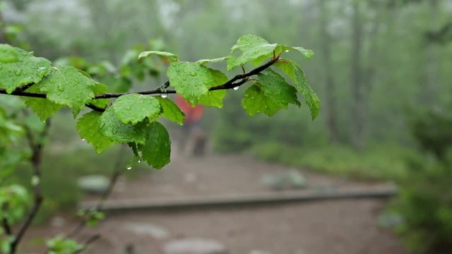 Man walking in nationalpark with dog. Misty and rainy day.
Focus on leaves with raindrops in foreground, man out of focus.