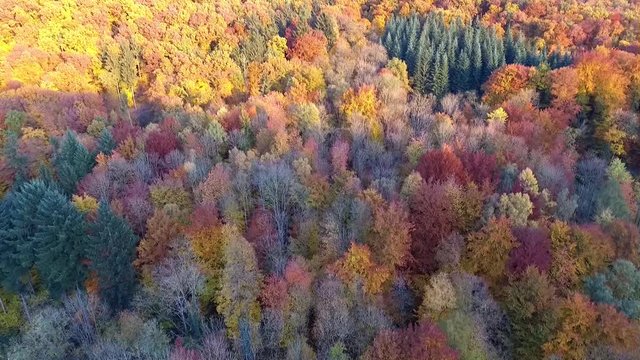 Drohnenflug über bunten Herbstwald mit Laubbäumen und Sonnenlicht und Schatten 