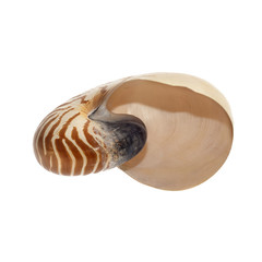 Shell on white background.