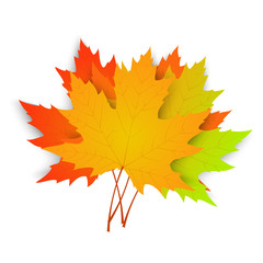 Autumn maple leaves isolated on white background. Vector illustration