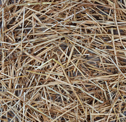 Dried straw on rustic wood for Autumn holiday background
