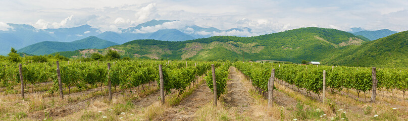Fototapeta na wymiar Vineyard in Alazani Valley, Georgia