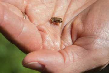 Obraz premium Tiny Frog