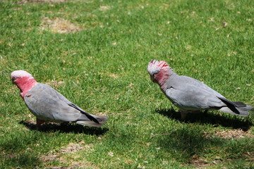 Couple of Galah Eolophus roseicapilla is looking for food at Cottesloe Beach, Western Australia