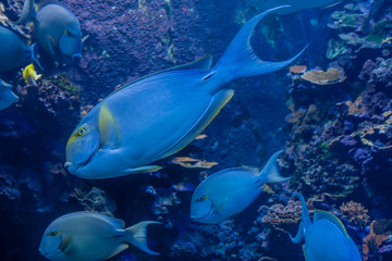 Fototapeta na wymiar Blue Fish Closeup