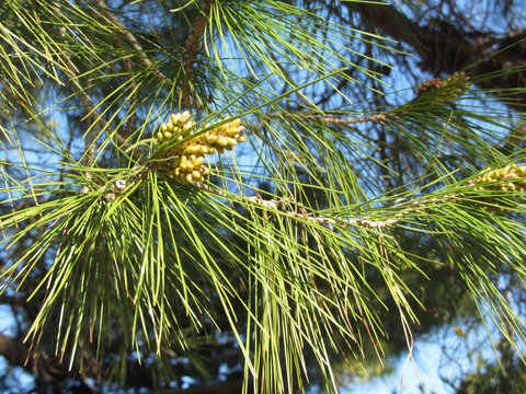 Immature male or pollen cones of pine tree ( Pinus pinaster or maritima ). Conifer cones . Tuscany, Italy
