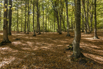 Natural Forest of Beech Trees illuminated by Sunbeams in Transylvania