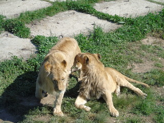 Park of lions Taigan in Crimea