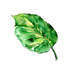 Naklejka premium Tropical Hawaii leaves palm tree in a watercolor style isolated. Aquarelle wild flower for background, texture, wrapper pattern, frame or border.
