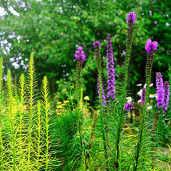 Liatris flowers in the garden on the flowerbeds against background of grass. Bloom, nature