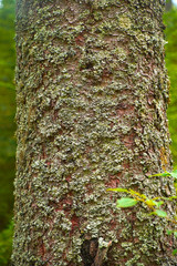 Old Tree Bark Texture Background