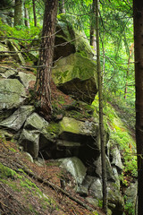 Tree growing on massive rocks in Black Forest / Schwarzwald