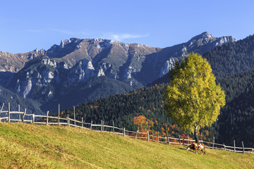 Stunning colorful autumn alpine landscape with green fields and high mountains,Bran,Transylvania,Romania