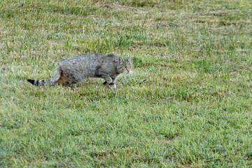 European wildcat, Felis silvestris