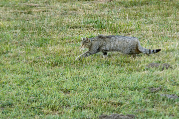European wildcat, Felis silvestris