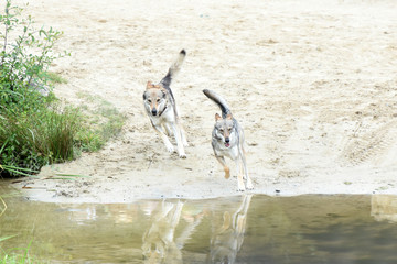 Fototapeta premium loups