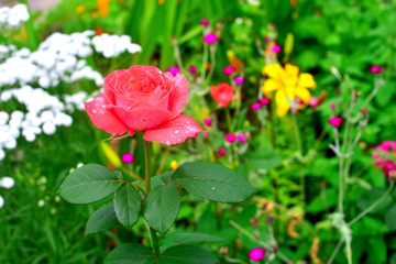 Flowers roses with drops in the garden on a lawn background. A lot of greenery and a flower bed. Landscape design. Nature. Perennial plants