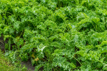 Kale, organic farming