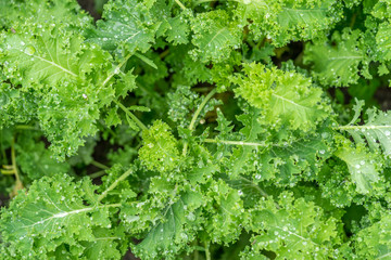 Kale, organic farming