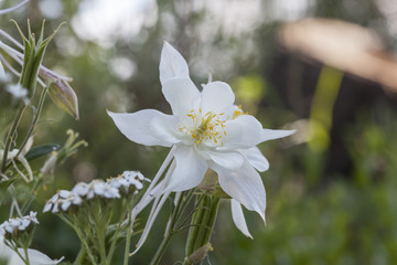 A single large bright white Colorado blue columbine wildflower found in its natural high altitude habitat