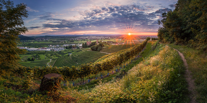 Badische Reblandschaft im Sonnenuntergang