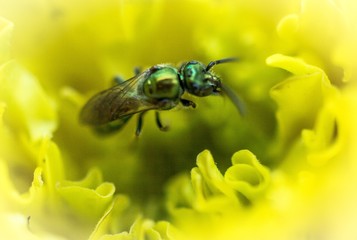 Green Orchid Bee