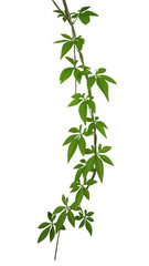 Wild morning glory leaves climbing on twisted jungle liana isolated on white background, clipping path included