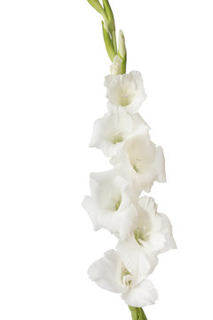 Einzelne Gladiole (Gladiolus) auf wei&szlig;em Hintergrund