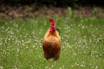 Gallo che canta nel prato