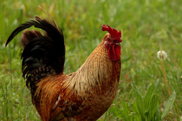 Gallo nel prato